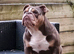 English bulldog
