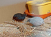 Chinese painted quail for sale in WS3