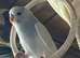 Young budgies