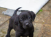 * 1 left * kc registered Labrador puppies