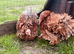 Two frizzle feathered Pekin girls