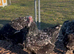 Large fowl mottled Brahma hatching eggs
