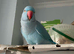 Baby blue tamed ring neck talking parrot