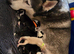***Ready Now*** REDUCED stunning beautiful siberian husky puppies***