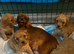Cavapoo pups