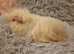 Lovely guinea pigs and skinny pigs