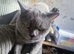 British Shorthair Female Fixed Sappho.