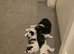 Black and white and pure black kittens ready on 29th of August