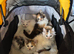 Mixed litter of kittens