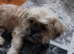 Female Shihtzu