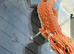 Bearded Dragons juvenile. - called Leg Less.