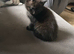 Beautiful kittens