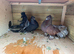 Indian fantails