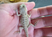 Baby bearded dragons