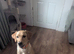Charlie 7 month old pup