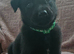 Belgian Malinois Puppies KNVP working lines