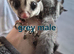 Male grey sugar glider ready on 6th june
