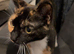 Nala