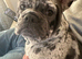 French x English bulldog