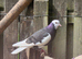 Birmigham Roller Male Pigeons 30&pound; each bird