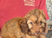 2 COCKAPOO BOYS LEFT READY TO LEAVE THIS WEEKEND