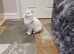 Beautiful Pedigree Chinchilla Persian Kitten
