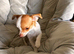 Adorable Chihuahua Female Puppy for Sale