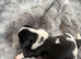 Shih Tzu puppies
