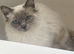 STUNNING MINK LILAC RAGDOLL FEMALE