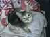 Kitten