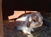 Male mini lop 9 months old