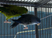 Lineolated parakeets