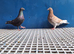 Racing pigeons