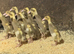 Fawn and white runner FEMALE ducklings