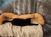 Old female cat.