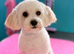 Beautiful little poochon girl