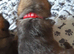 KC Reg German Shepherds puppies For sale!!!