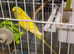 Bonded pair of budgies