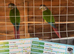 Two bonded GCC aviary birds