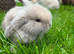 Mini Lop