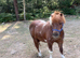 Perfect first ridden pony