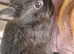 3 beautiful boy netherland dwarfs