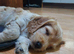 F2 cockerpoo female