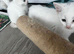 2 female white kitten ready for new homes