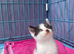 Ragdoll cross domestic kittens