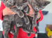 Cats for sale