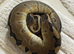 X5 Royal pythons plus Snake rack