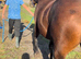 Stunning 2yr filly to make 14.2+