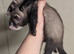 Baby ( kit ) PET ferrets