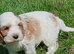 Beautiful cockapoo x cavalier puppies for sale